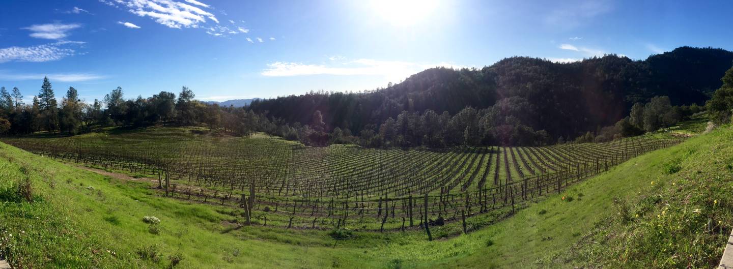 Sonoma County vineyard.  Lindsey Hoshaw/KQED