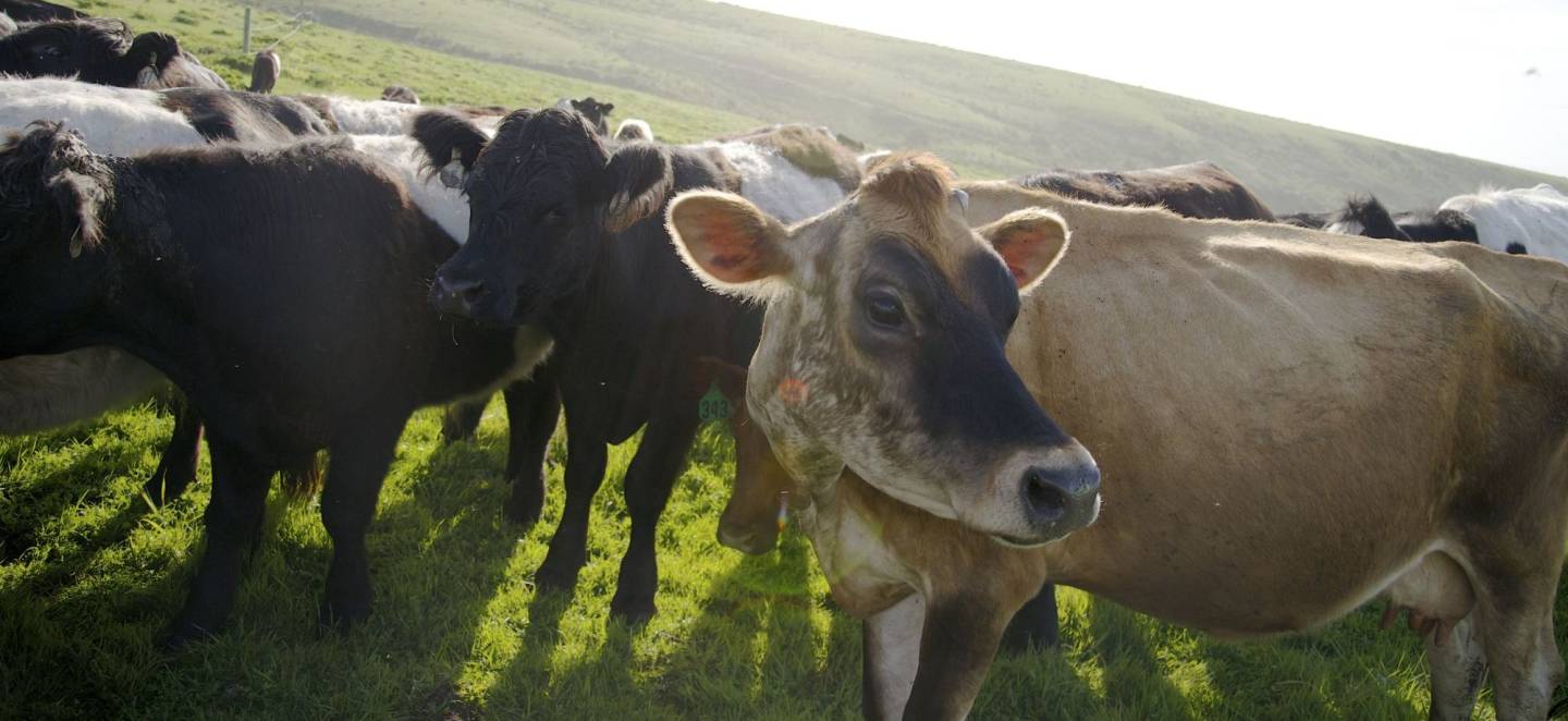 Cattle graze on land managed by Markegard Family Grass-Fed which raises grass-fed beef and lamb, chicken and pasture-raised pork on the south coast of San Mateo County, California. In 2014 and 2015 water sources on the property went dry because of the drought.  Tara Lohan