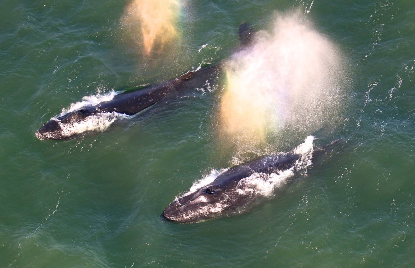 Two humpbacks whales sighted inside the bay on May 15. Bill Keener/Golden Gate Cetacean Research