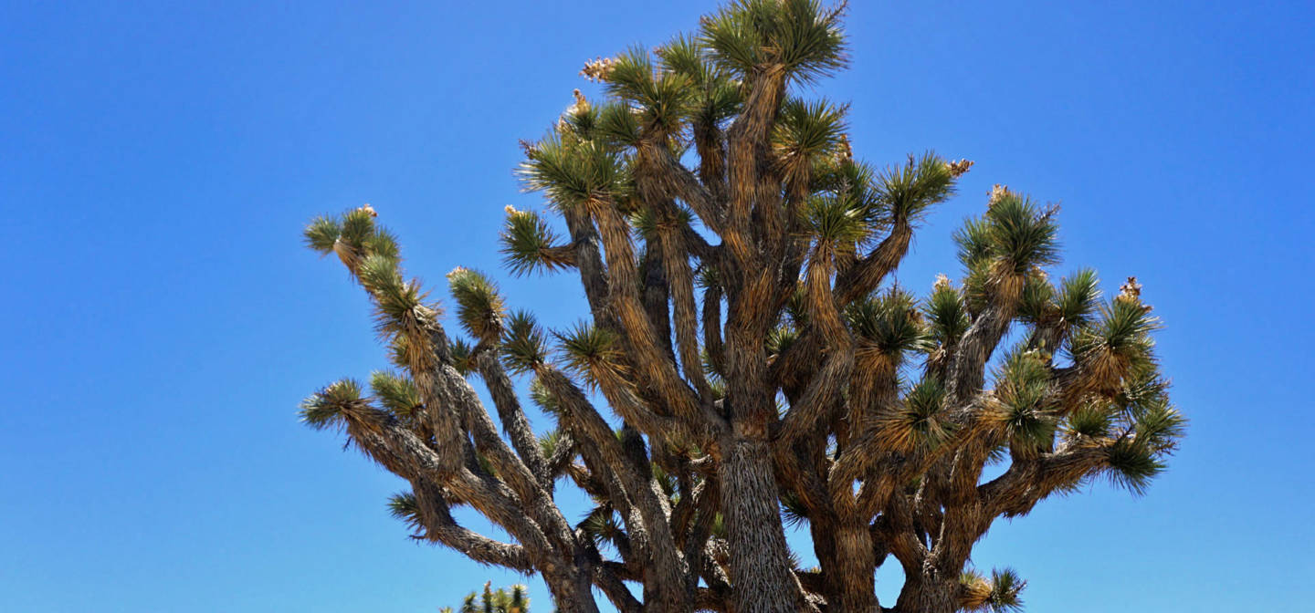 Joshua tree habitat is expected to shrink dramatically because of climate change. Lauren Sommer/KQED