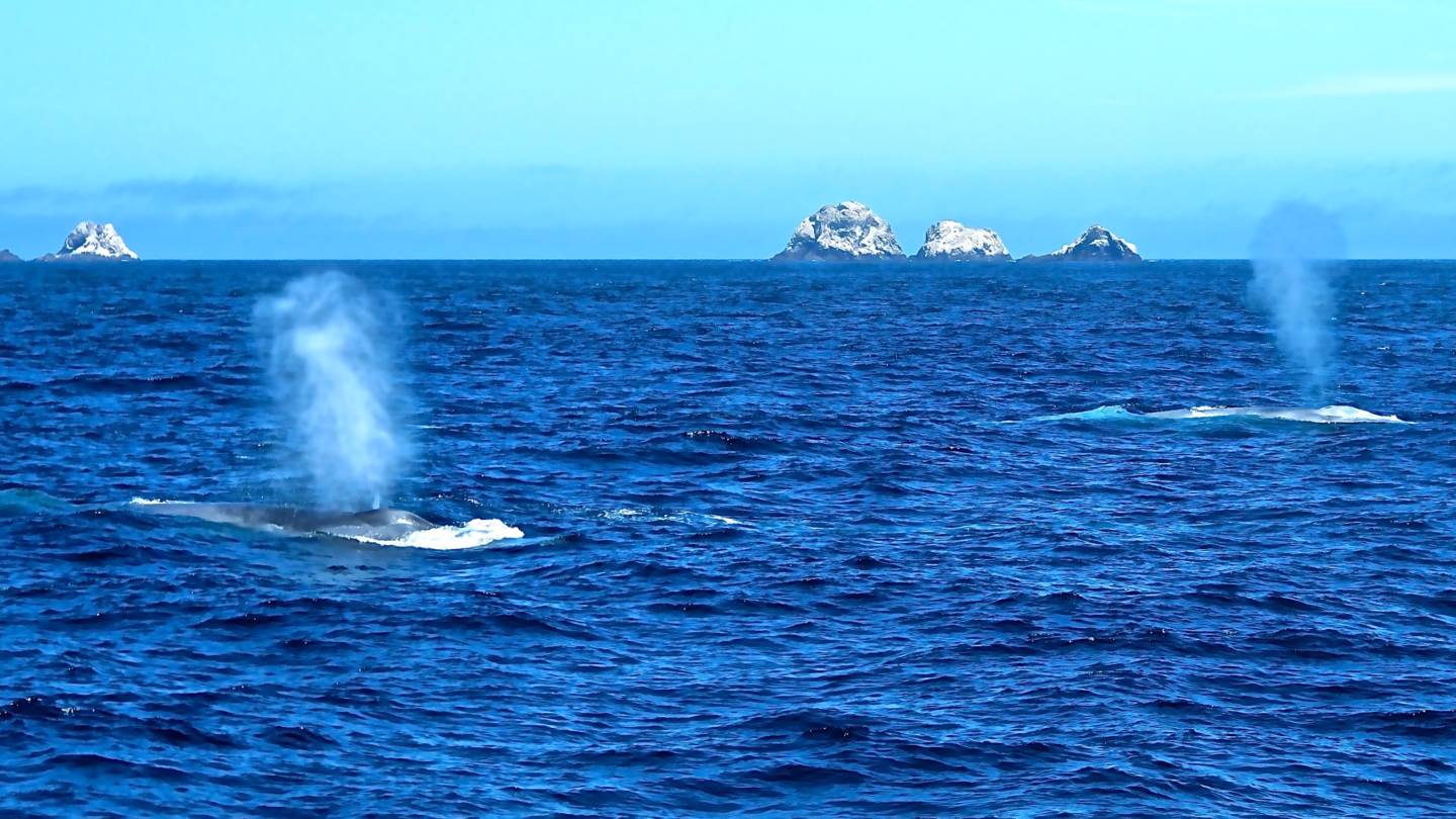 Blue whales spouting in front of the Farallon Islands  off the North Central California Coast.  Found 30 miles out from the San Francisco Bay, these  islands are a hotspot for biodiversity. Aurora MacRae-Crerar/KQED