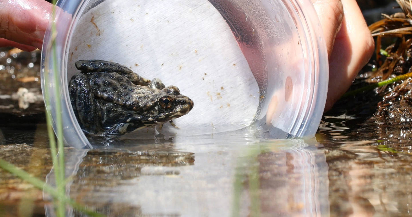 A yellow-legged frog returns to the wild in the Desolation Wilderness, south of Lake Tahoe. Josh Cassidy/KQED