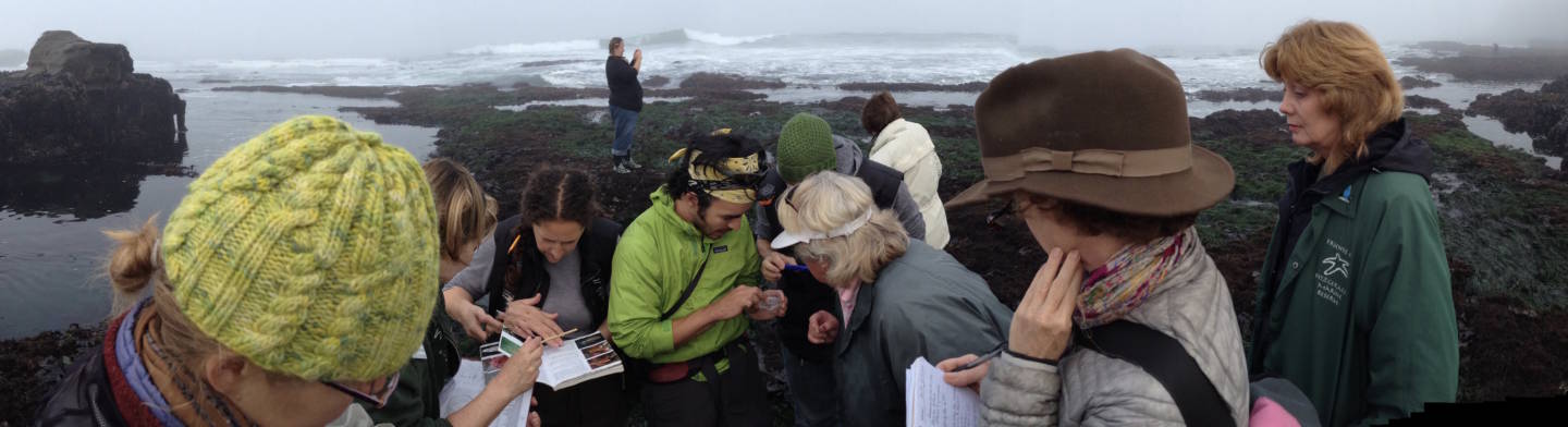 The author (foreground, with brown hat) joins volunteers to count sea stars and other denizens of the tidepools along the San Mateo County coast. Liam O'Brien