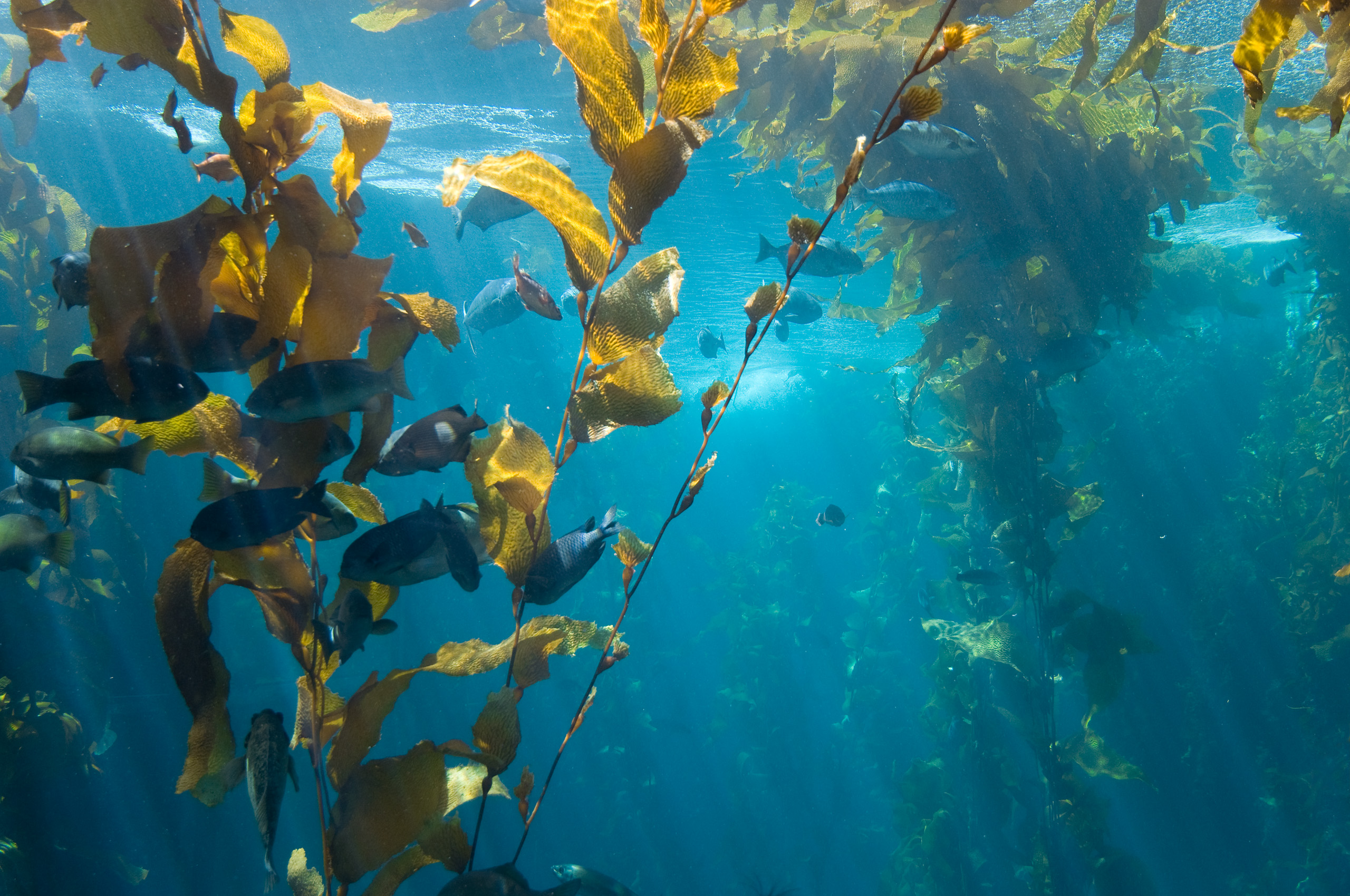 Scientists and Fishermen Scramble to Save Northern California's Kelp Forests  | KQED