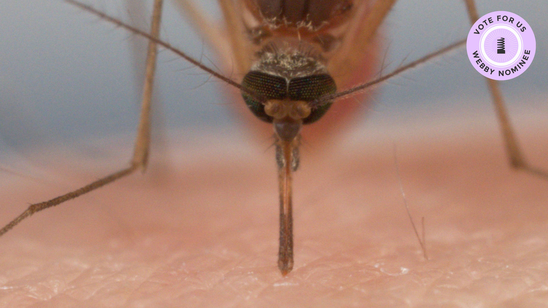 A common house mosquito bites into a human arm. Josh Cassidy/KQED
