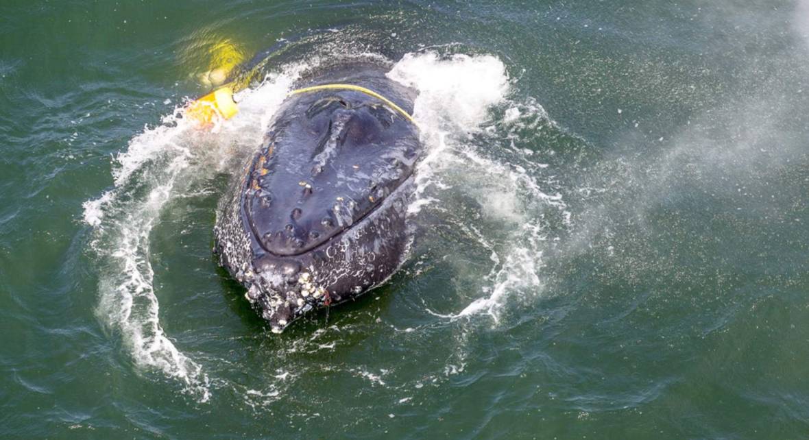 A humpback whale entangled in fishing gear near Crescent City, seen from a Coast Guard helicopter in 2017. A new regulation, which took effect this month, allows California wildlife officials to close the Dungeness crab fishery in regions where whales are spotted. Bryant Anderson/NOAA