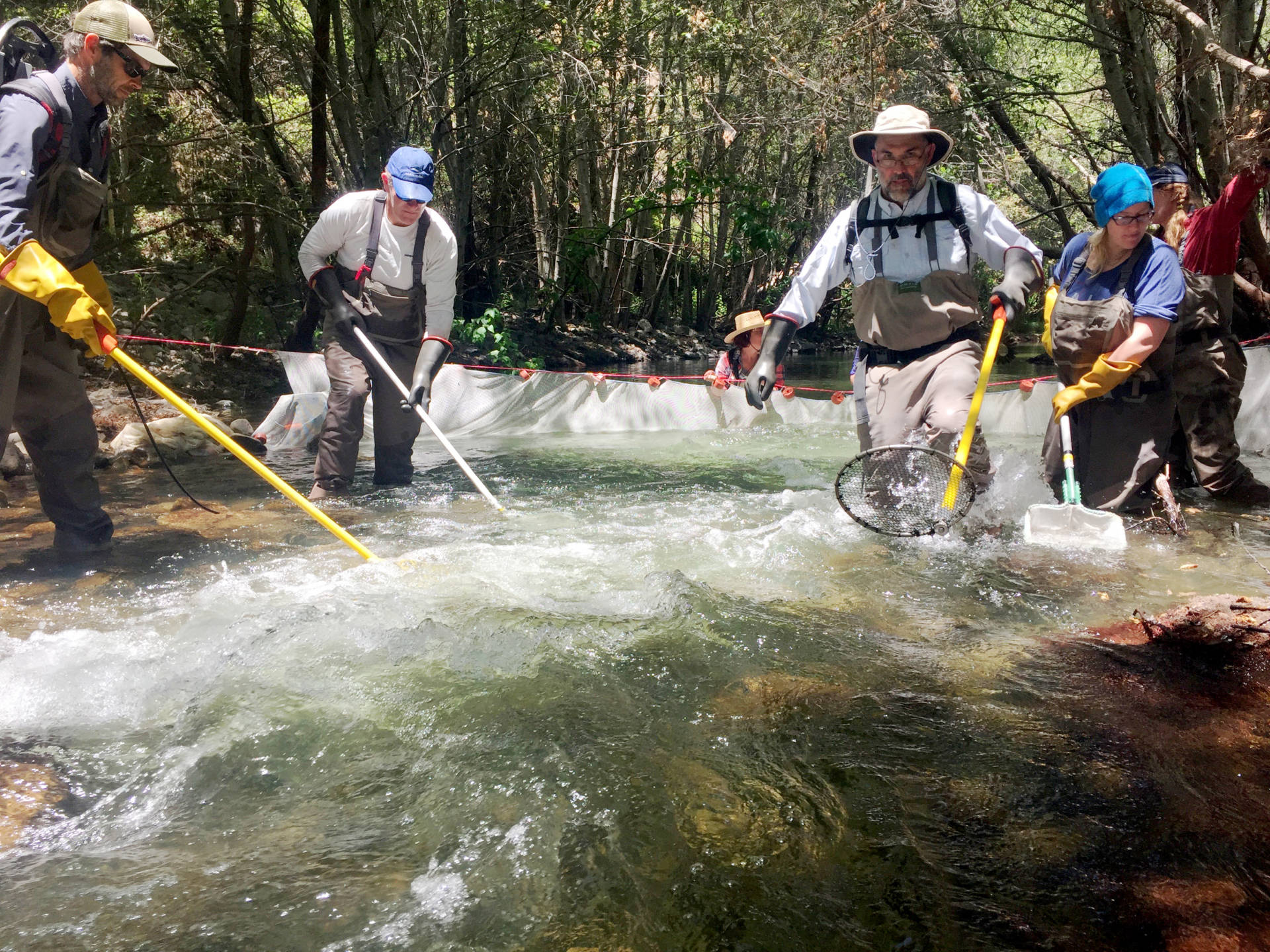 From left to right: Scientists Dave Rundio, Nate Mantua, Tommy Williams, Laeticia Wilkins, and Heidi Fish. Rundio and Williams use electrofishers to catch steelhead trout on the Carmel River in Monterey County. Lindsey Hoshaw/KQED