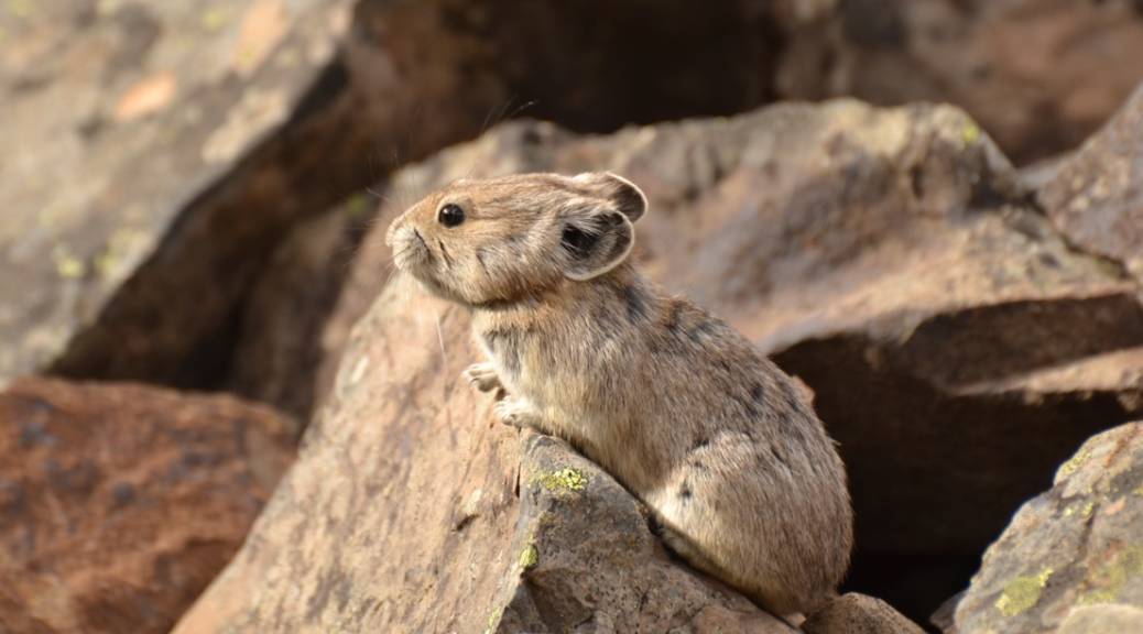 Climate Change Spells Extinction for Pikas of Lake Tahoe | KQED