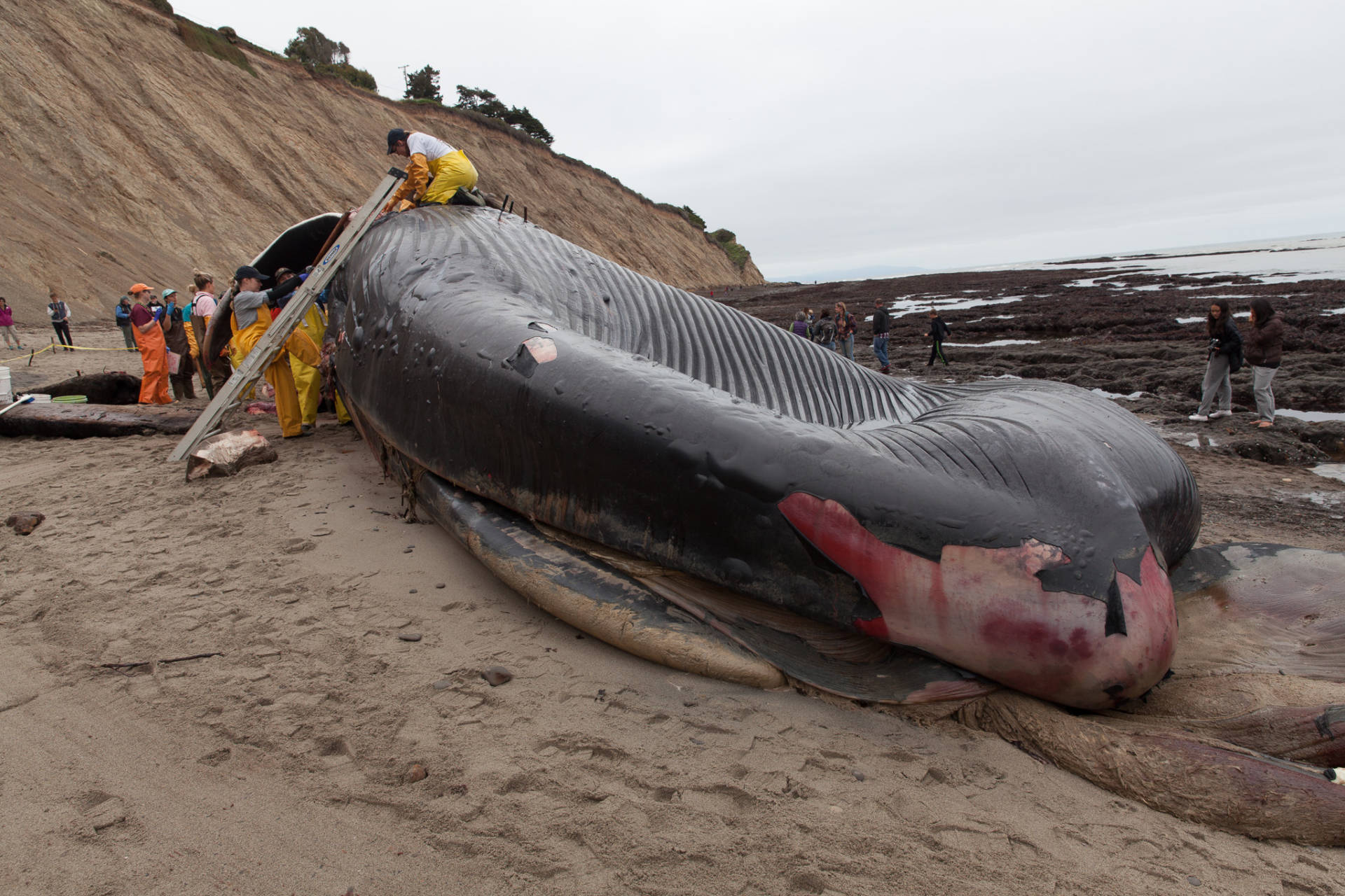 A 79-foot long blue whale washed up on a Bolinas beach in May after she was struck by a ship. Brian Lee Fisher