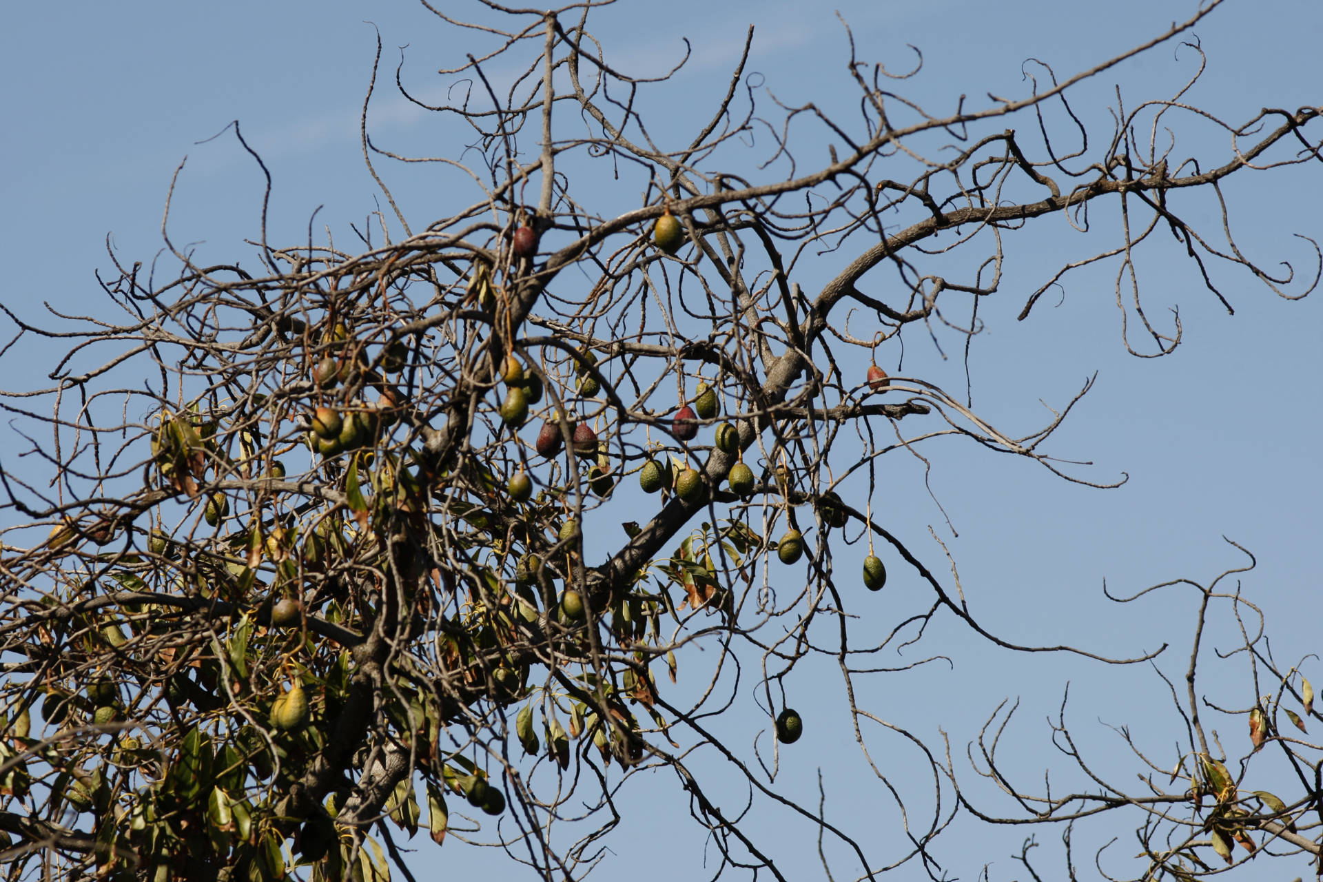 Avocados hang from a dying tree on March 5, 2014 near Valley Center, California.  David McNew/Getty Images
