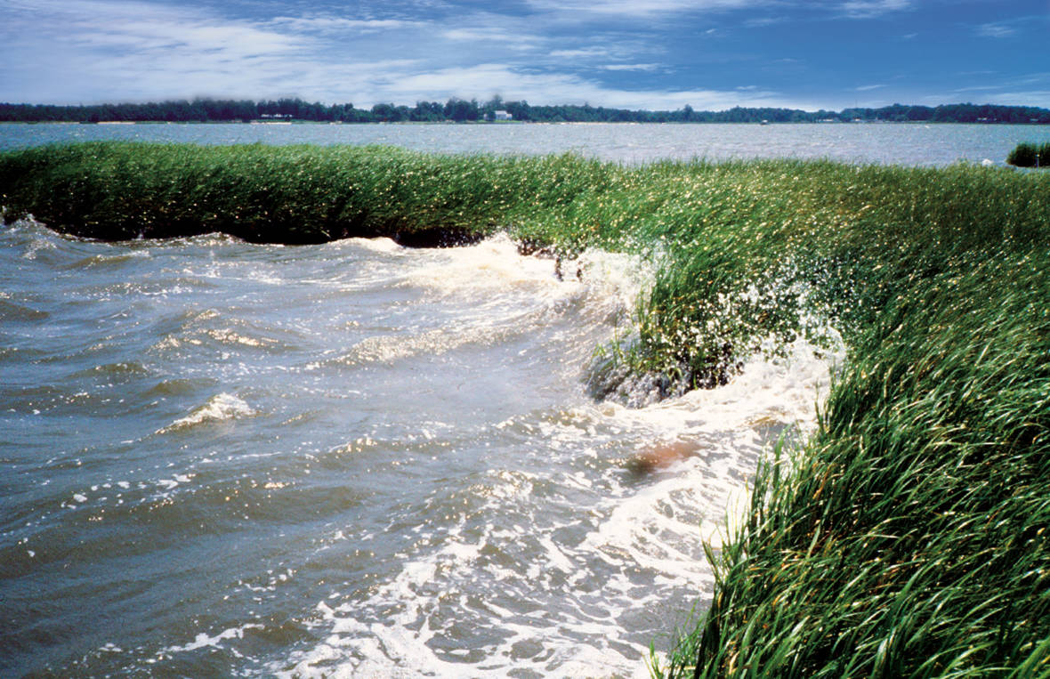 Coastal wetlands protect coastal communities from erosion. NOAA