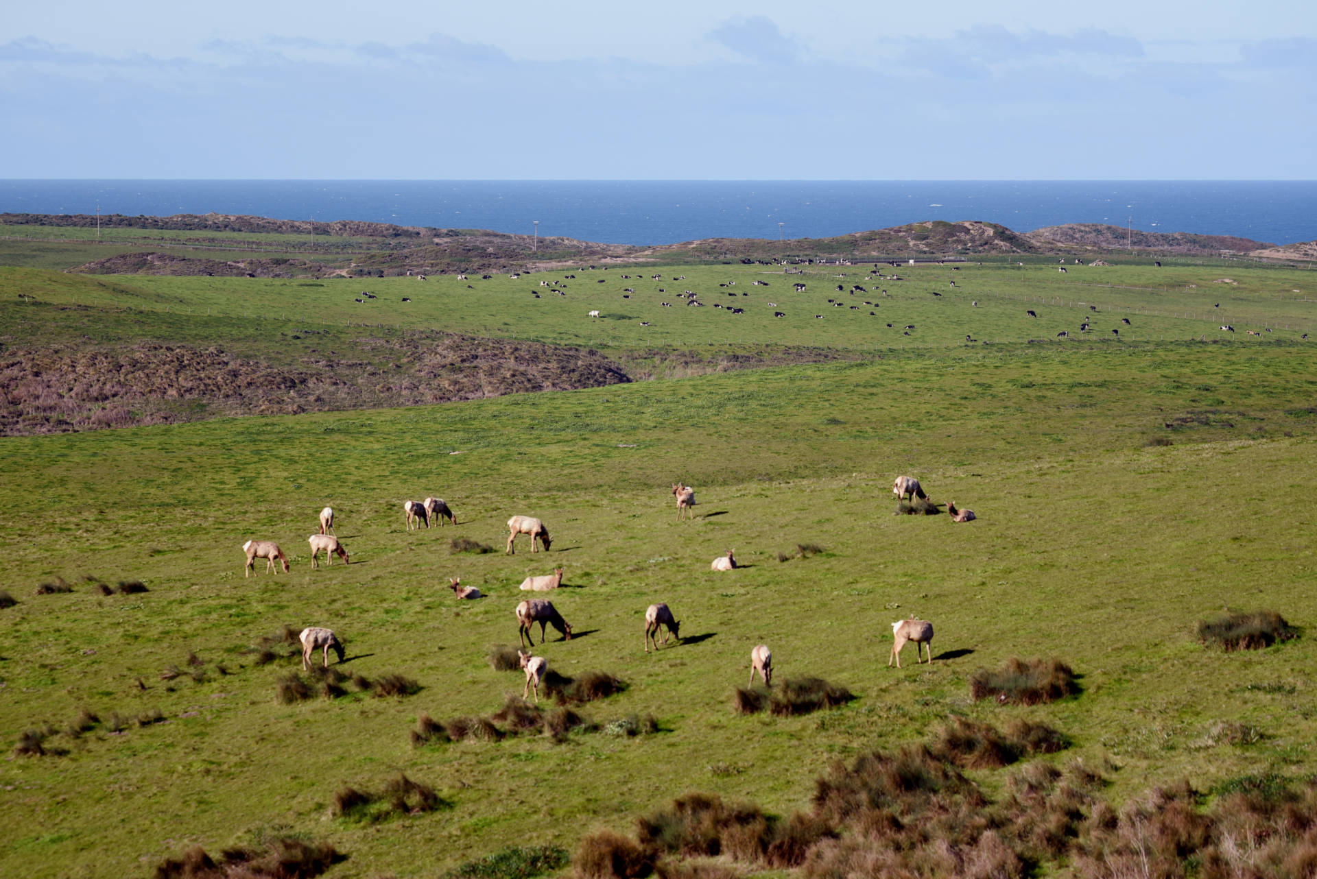 Tule elk graze in the foreground while cattle graze in the background at Point Reyes National Seashore in February.  Lauren Hanussak/KQED
