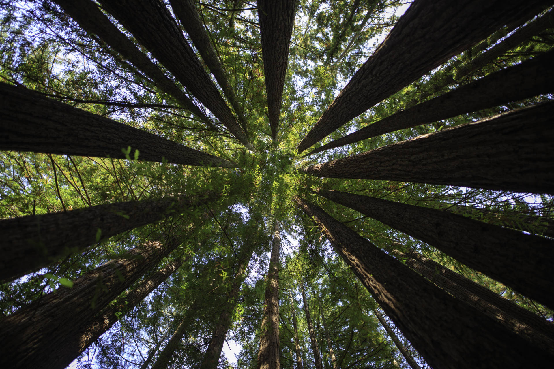 A picture taken in the middle of a circle of sequoia trees, looking up. iStock