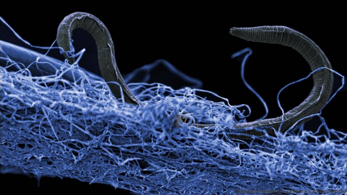A nematode (commonly called a worm) in a mat of microorganisms. This creature was found nearly a mile below the Earth's surface in a gold mine in South Africa. Gaetan Borgonie