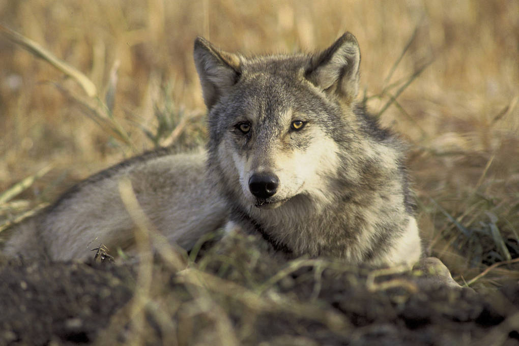 A San Diego judge upheld protection for gray wolves under California's Endangered Species Act. John & Karen Hollingsworth/USFWS