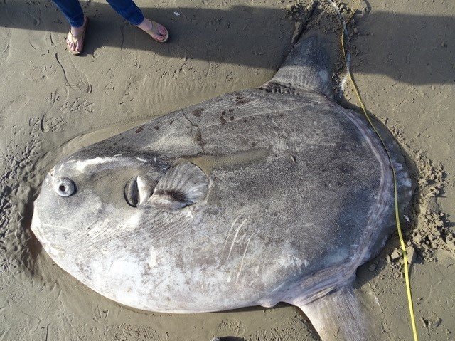 Strangest Fish I've Ever Seen': Rare Giant Sunfish Found in