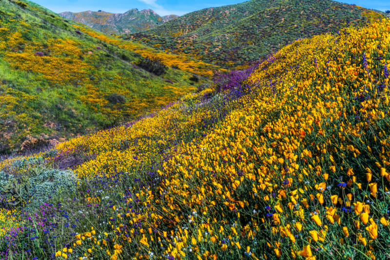 From the perspective of a low hillside deep in a valley of low, rolling hills, absolutely alive with orange poppies, bright purple blooms, bright green grass, and even some ice-green sage.