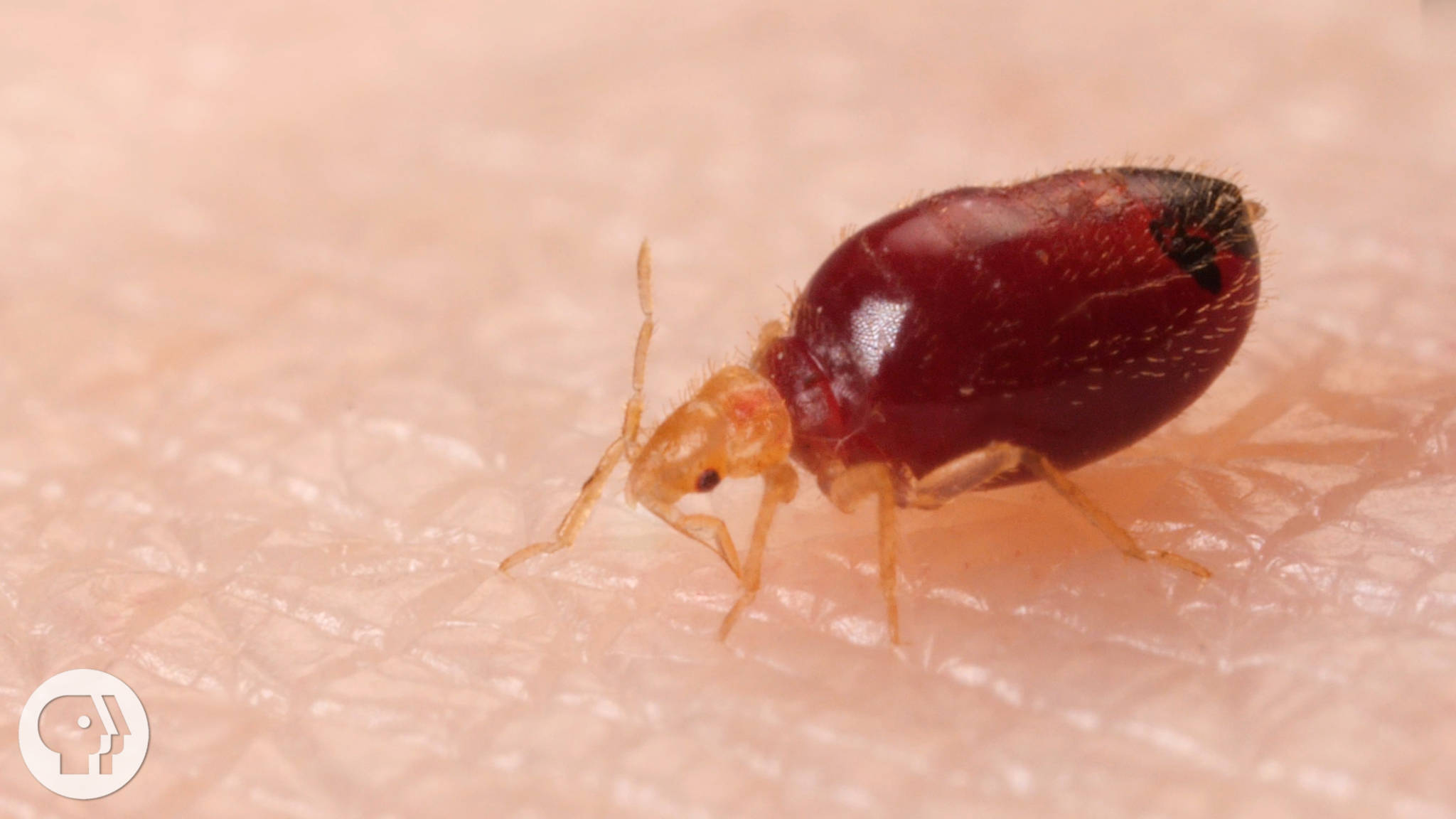 Bed Bugs Get Stopped In Their Tracks, Do Bed Bugs Hide In Plastic