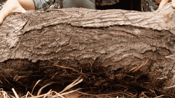 Webspinner silk underneath a log at Guadalupe Oak Grove Park in San Jose, California.
