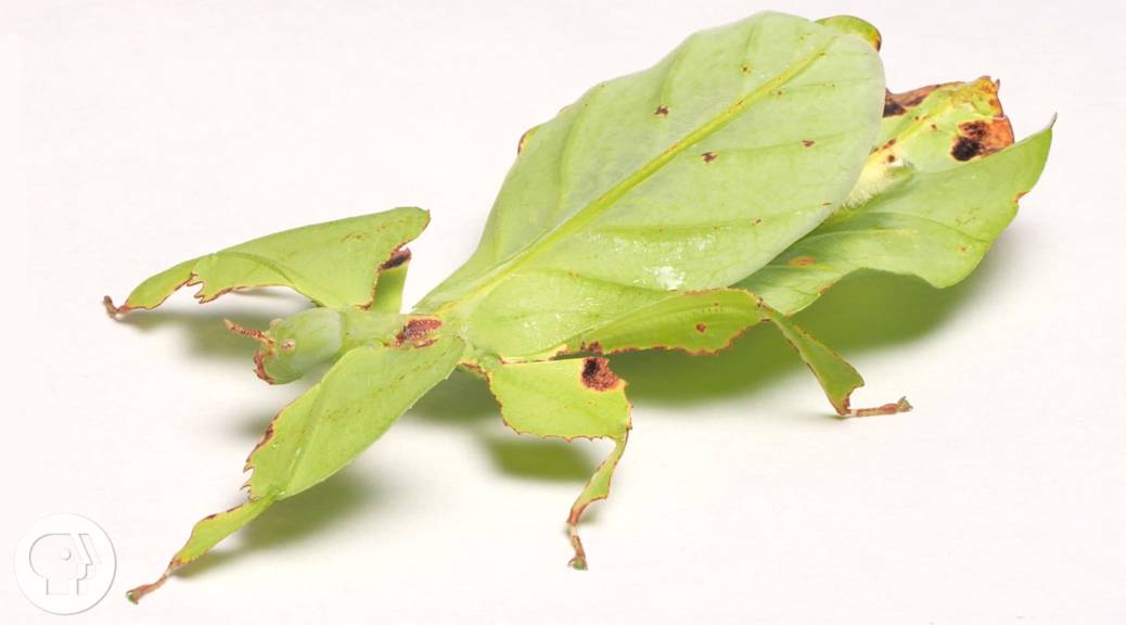 These Giant Leaf Insects Will Sway Your Heart | KQED