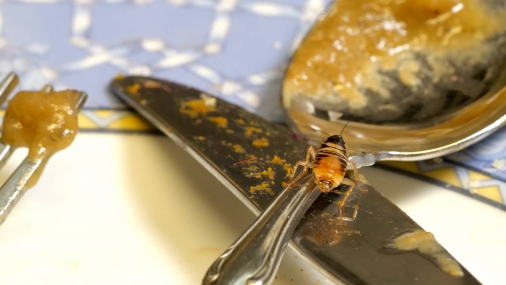 cockroach sits on spoon