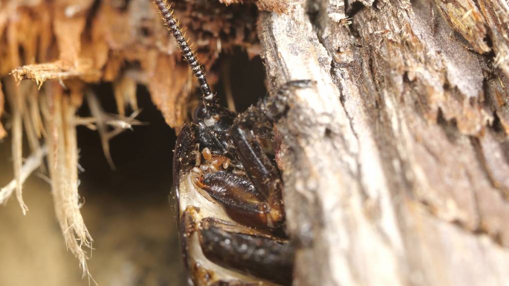 cockroach mites