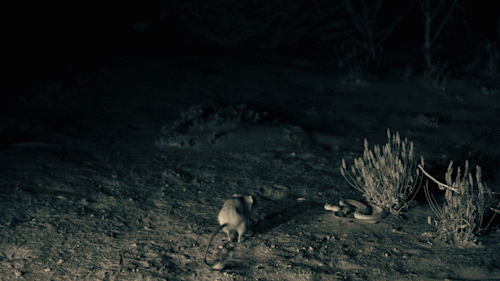 The super quick reaction time of the kangaroo rat.