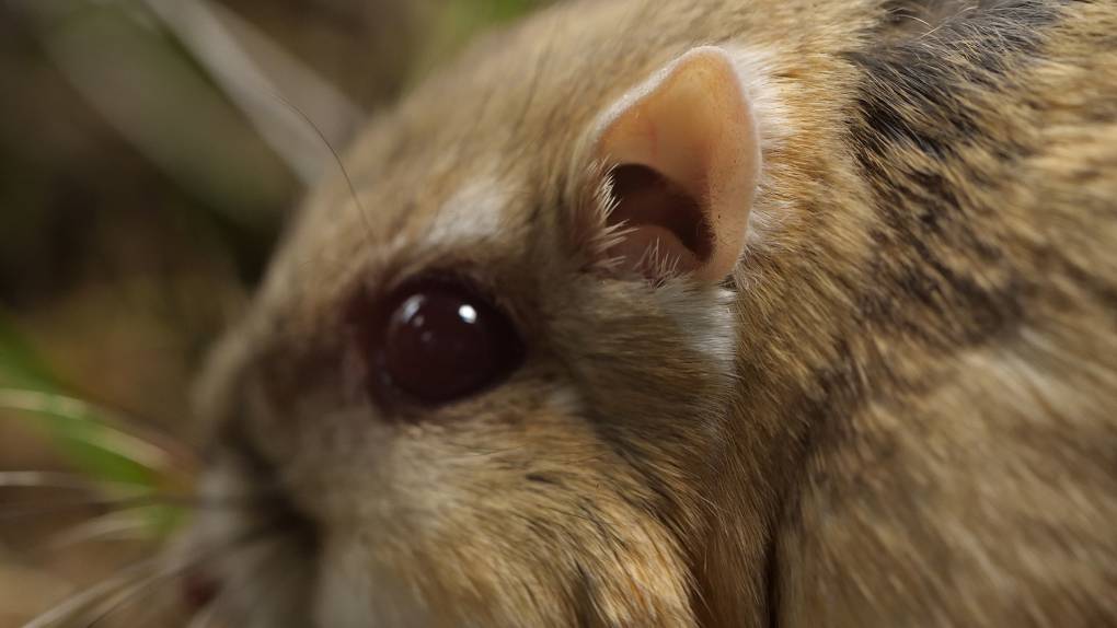 Kangaroo rat hearing is ninety times more sensitive than human hearing.