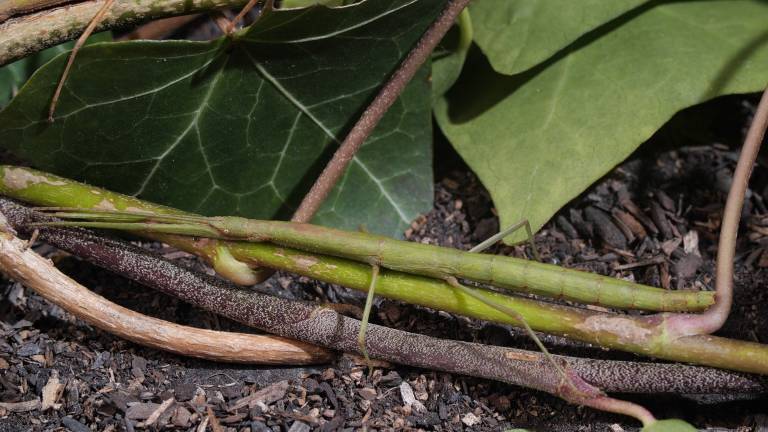 Walking Sticks Stop Drop And Clone To Survive Kqed 
