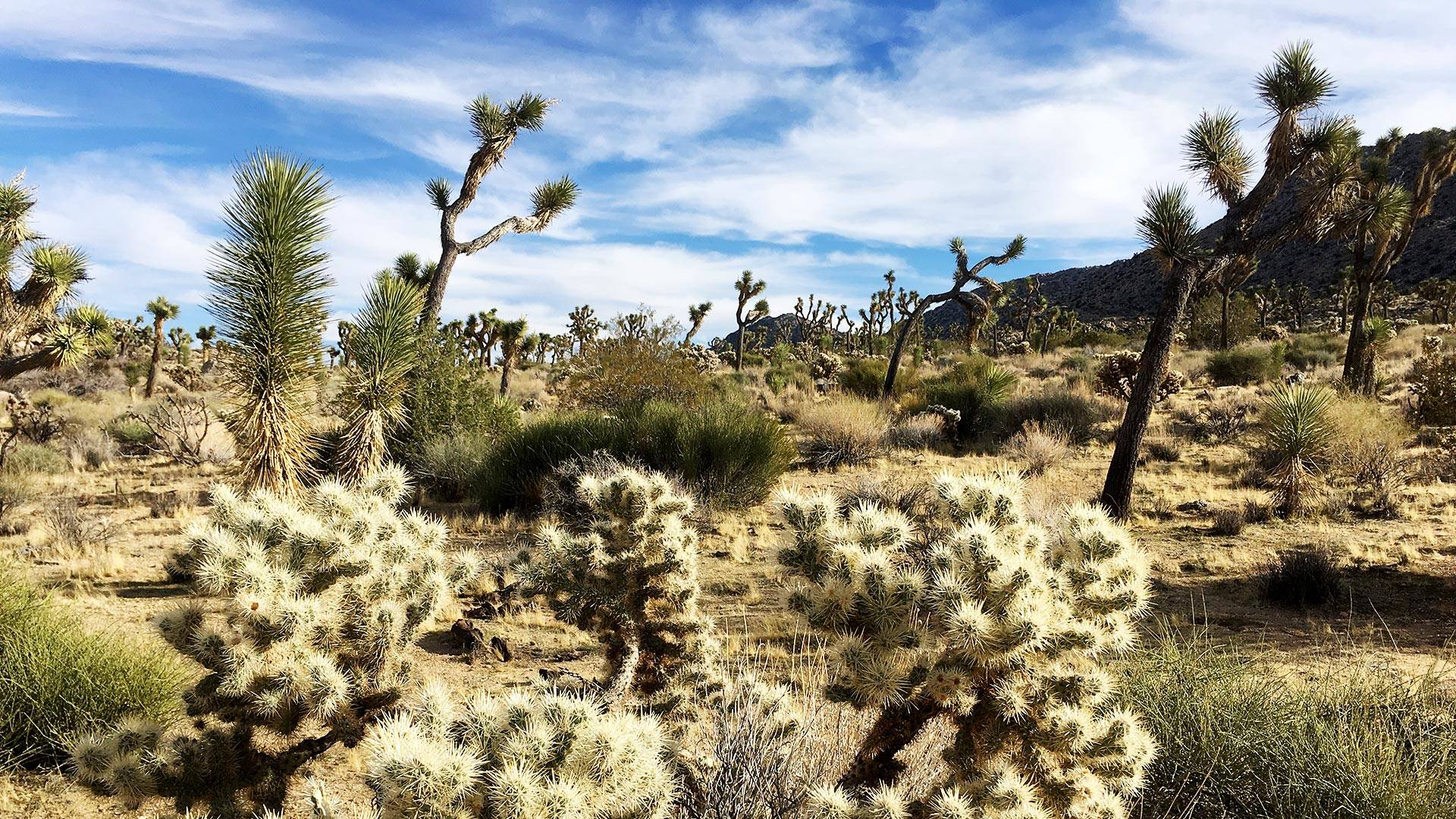 Joshua Tree National Park is one of the areas that will benefit from newly passed legislation expanding protected wilderness across the country.  Mojave Desert Land Trust Headquarters