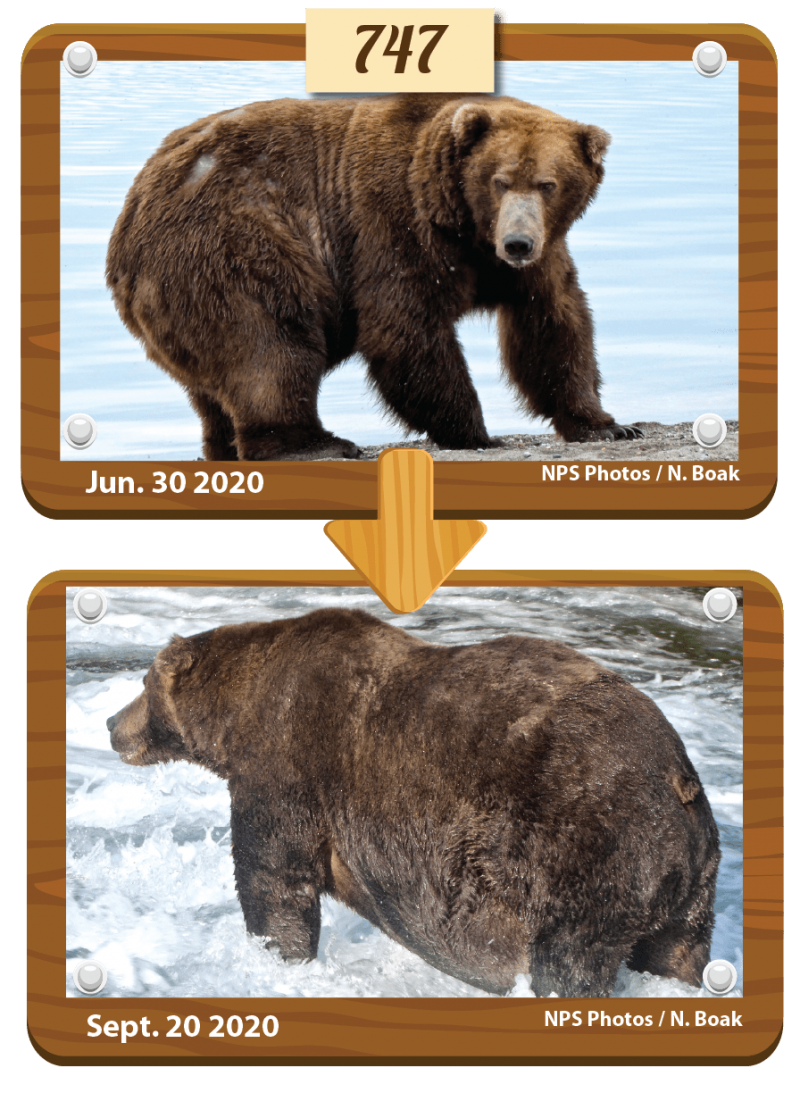 A before and after pair of photos showing brown bears 747 weight gain.