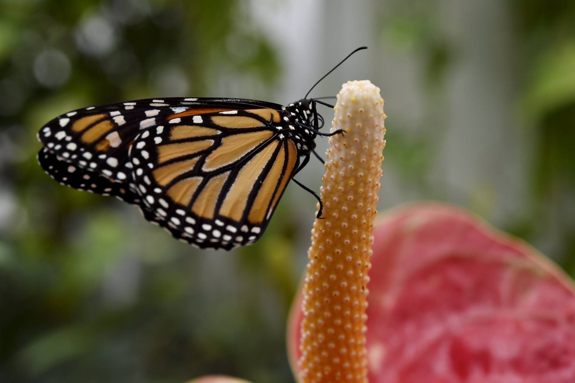 Despite dwindling numbers, monarch butterflies still don't have endangered species status. Yuri Cortez/AFP via Getty Images