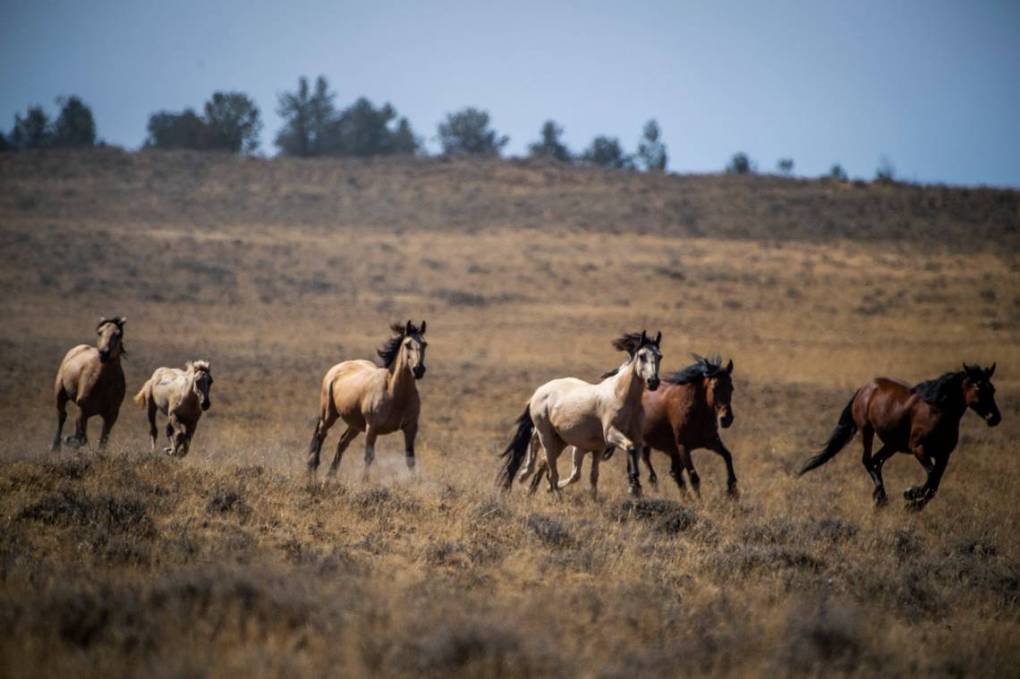 Wild horses are herded up Sept. 10, 2020, in Devil’s Garden in the Modoc National Forest.  Daniel Kim/Sacramento Bee (used with permission)