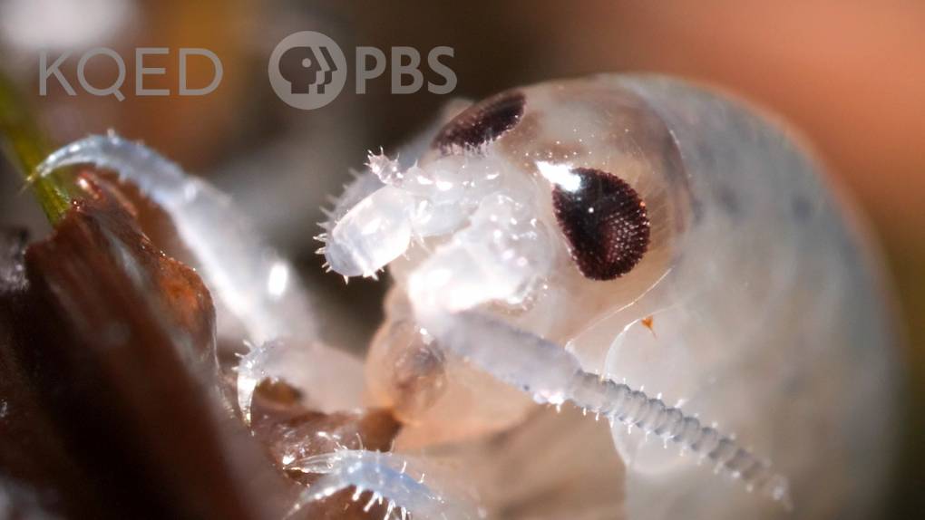 Extreme close-up of a Long-horned beach hopper eating kelp