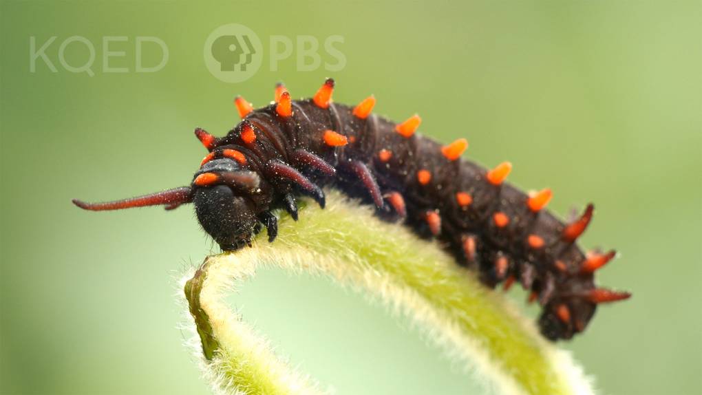 A black and orange spiky caterpillar rests on the top of a stem, eating.