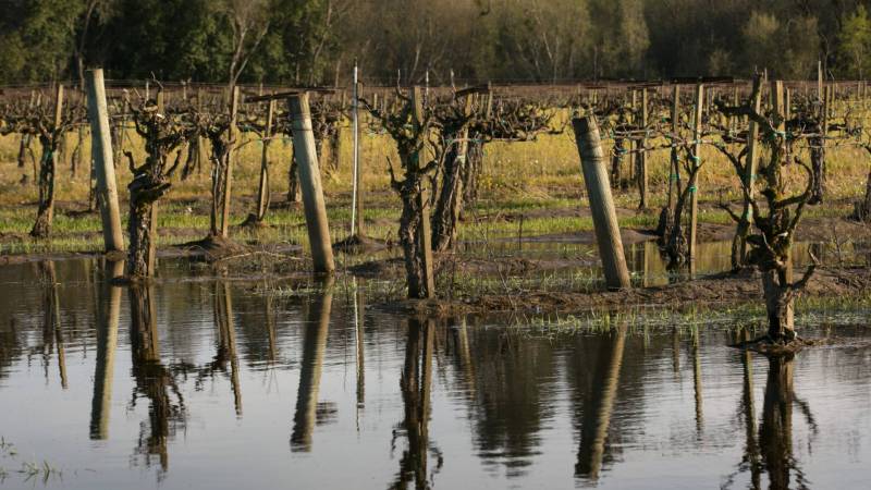 Chardonnay grapevines in the Russian River Valley flood on March 12, 2018, near Sebastopol, California.