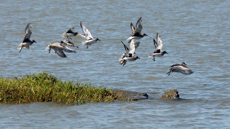 Water birds fly over the Sacramento-San Joaquin River Delta