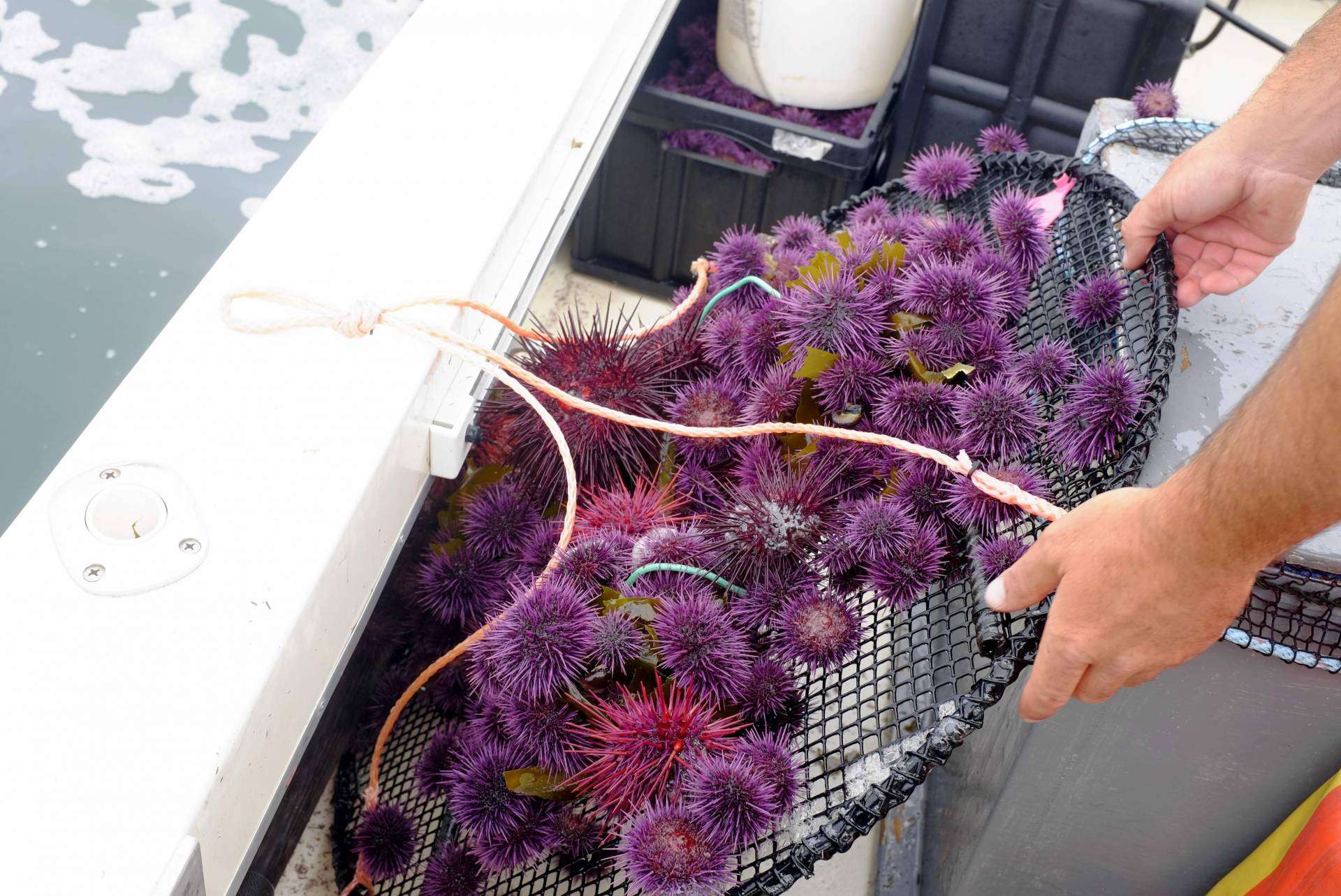 Urchin trapper Grant Downie unloads a mound of sea urchins onto his fishing boat in Mendocino County's Caspar Bay. Peter Arcuni/KQED