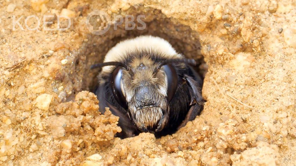 fuzzy black and yellow bee face, emerging from sandy tunnel opening.