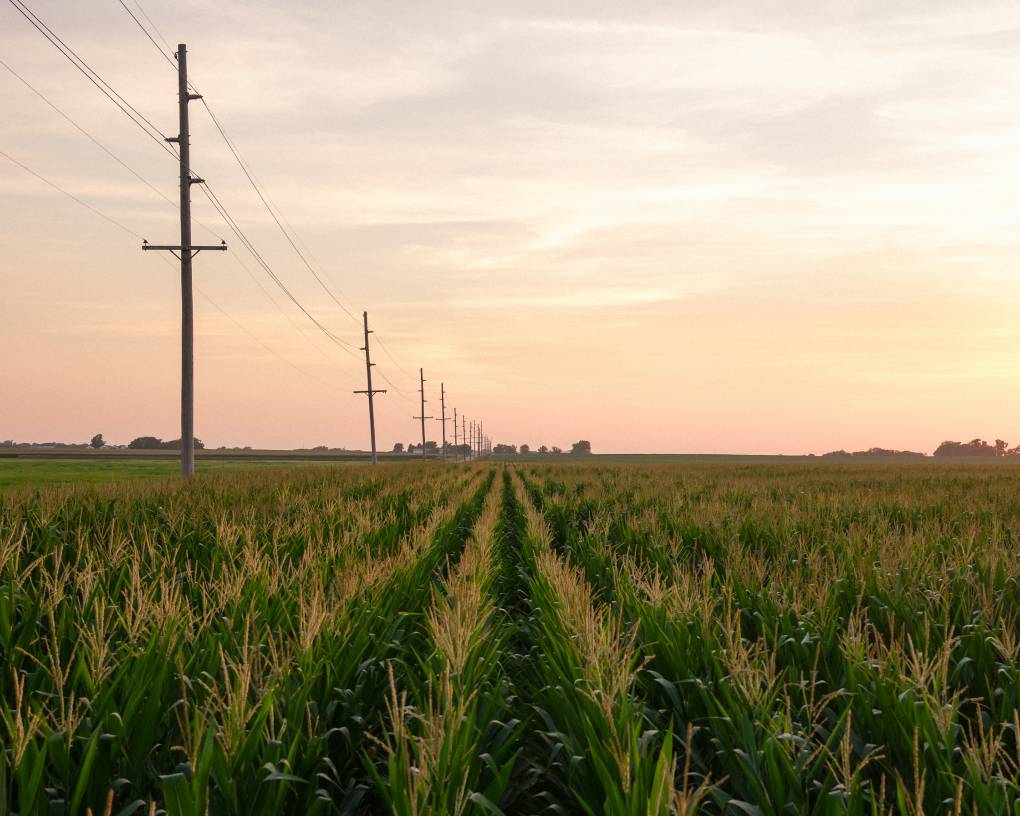 A large hazy sky spreads out over rows of corn. A row of electrical poles on the left side of the cornfield fades into the distance.