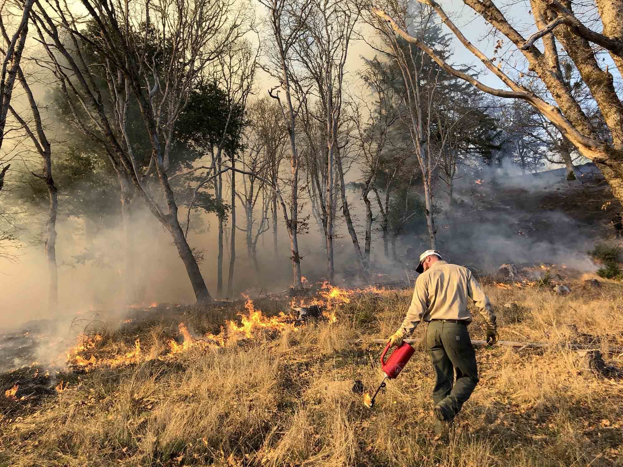 A firefighter lights a prescribed burn in Humboldt County to reduce the underbrush without killing trees.