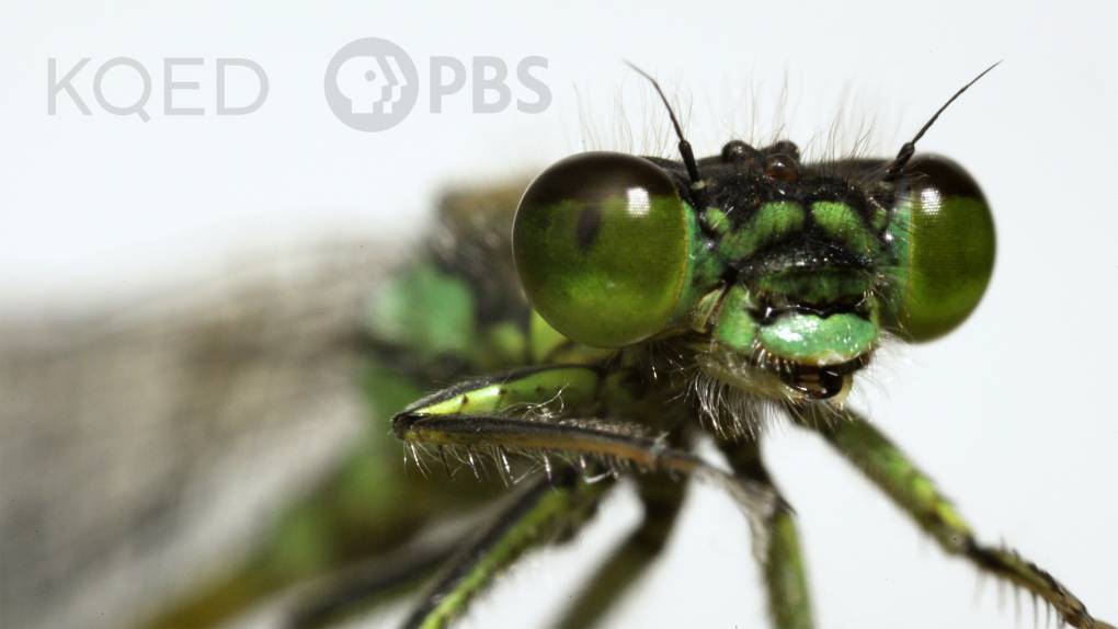 macro close up image of damselfly insect face, 3 quarter profile , metallic green