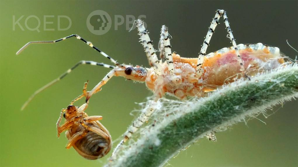 spindly orange and while beetle with a small brown beetle impaled on it's sharp mouthpart