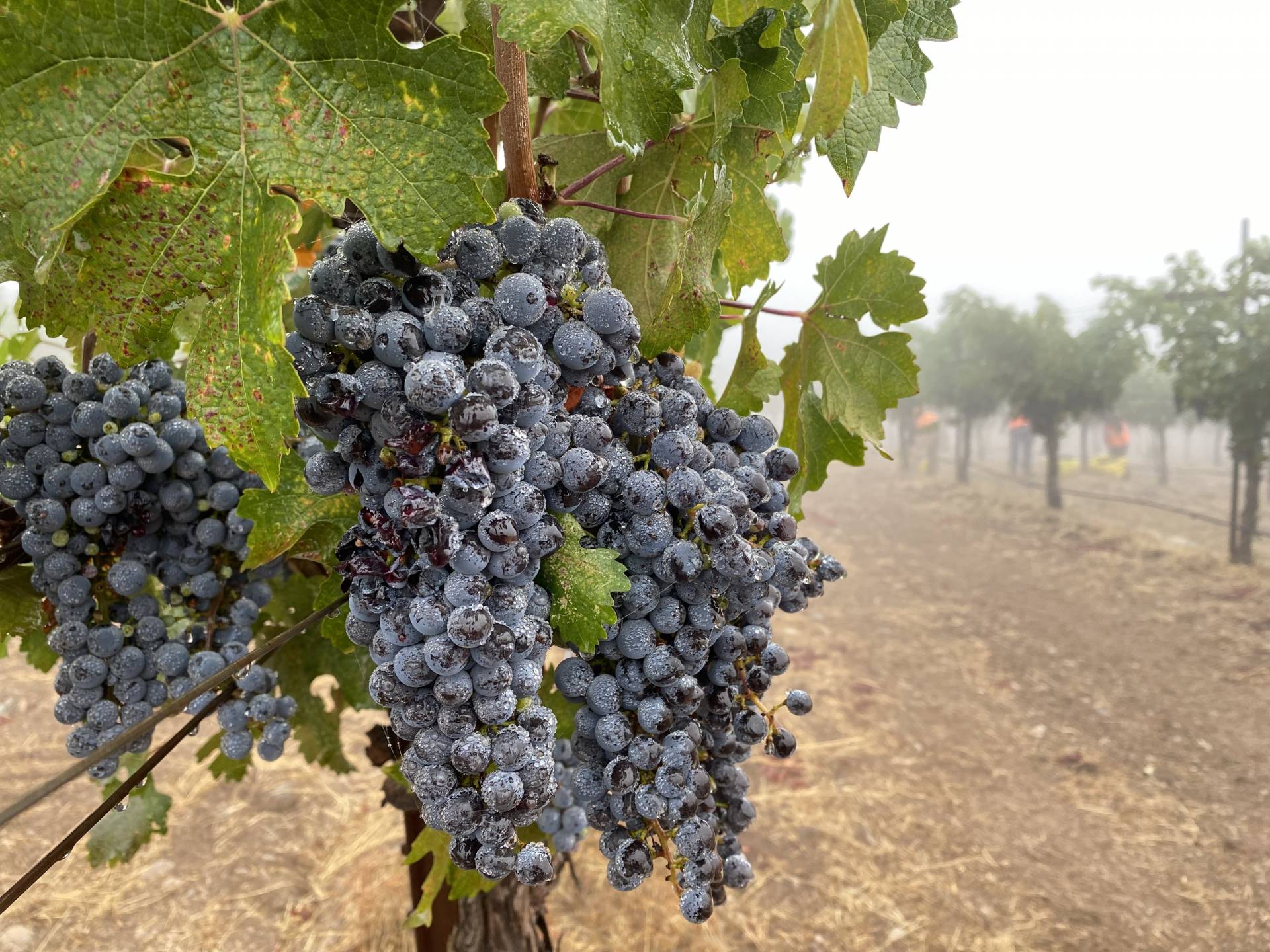 A grapevine in Sonoma County. The grapes are grown without any irrigation water.