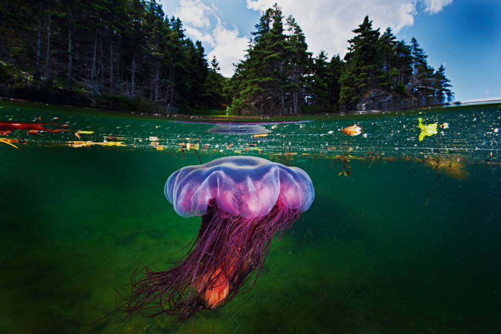 A lion's mane jellyfish drifts in the shallow bays of Bonne Bay Fjord.