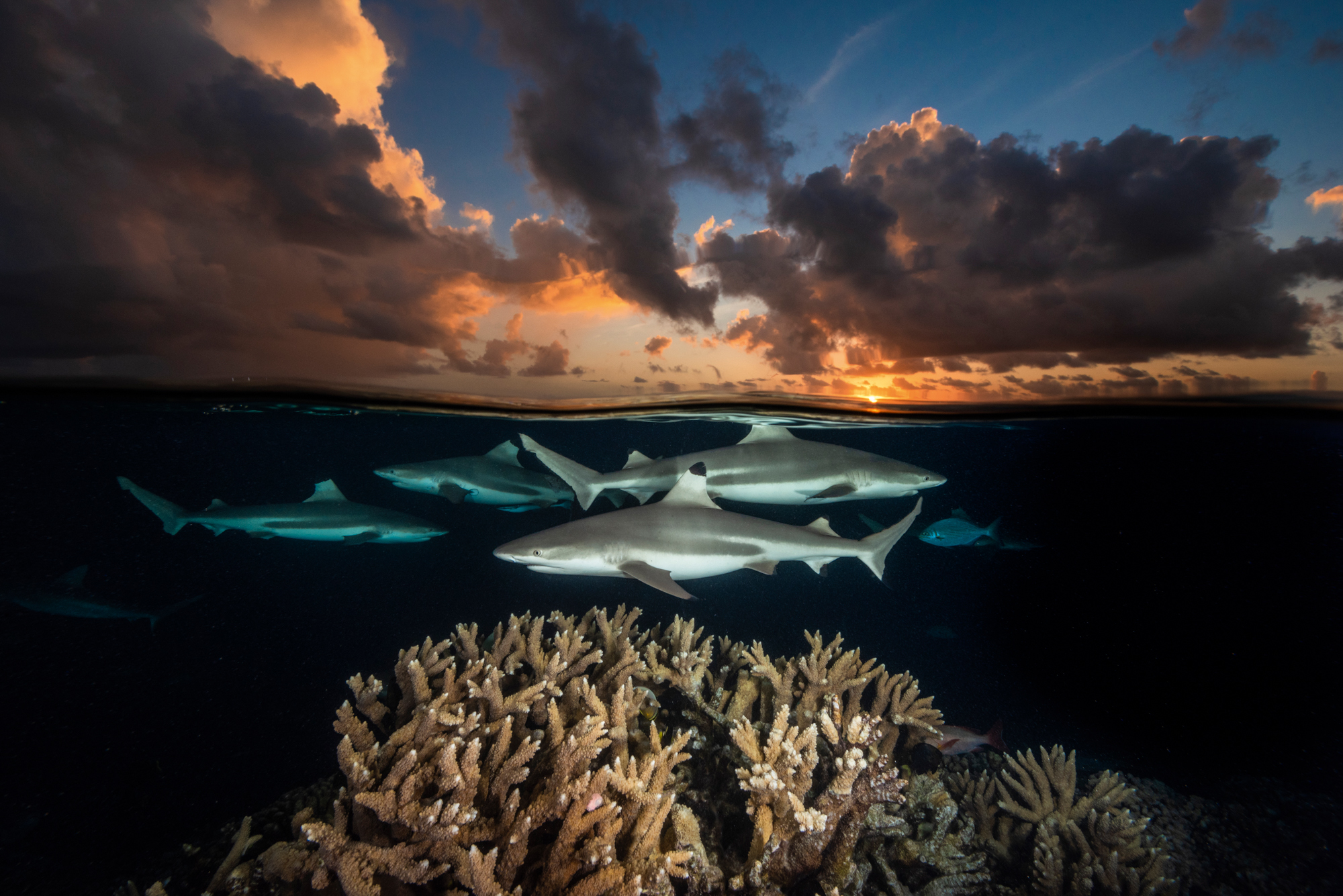 Gray and white sharks swim above a coral reef at South Pass, Fakarava Atoll in French Polynesia. 