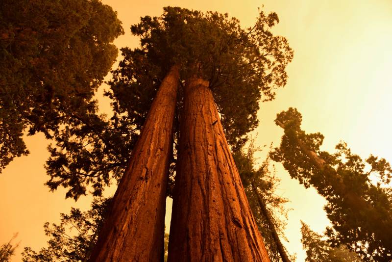 Giant sequoia trees stand among smoke filled skies.