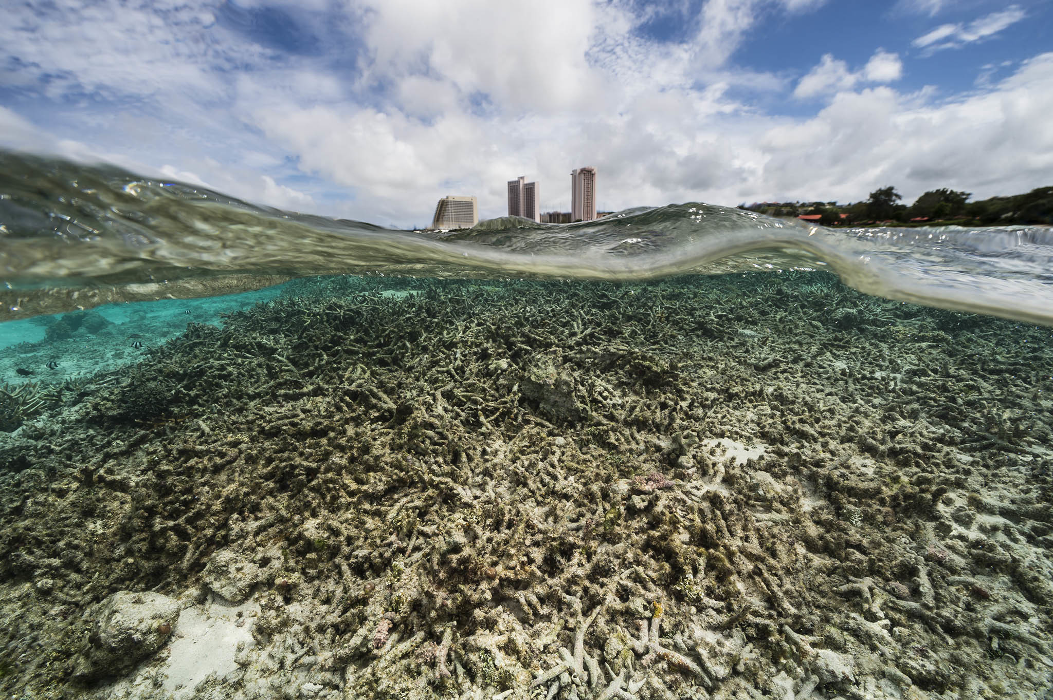 Brown, dead and dying coral reef in Tumon Bay, Guam. 