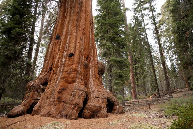 The massive base of a giant sequoia tree in Sequoia and Kings Canyon National Parks.