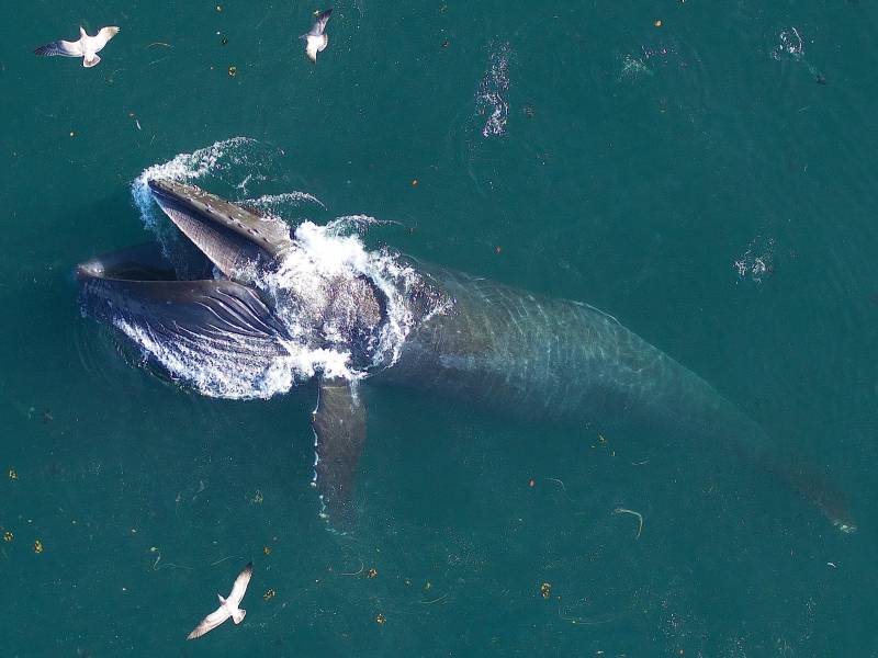 A grey whale emerges out of aqua green ocean water as two white seagulls circle above.